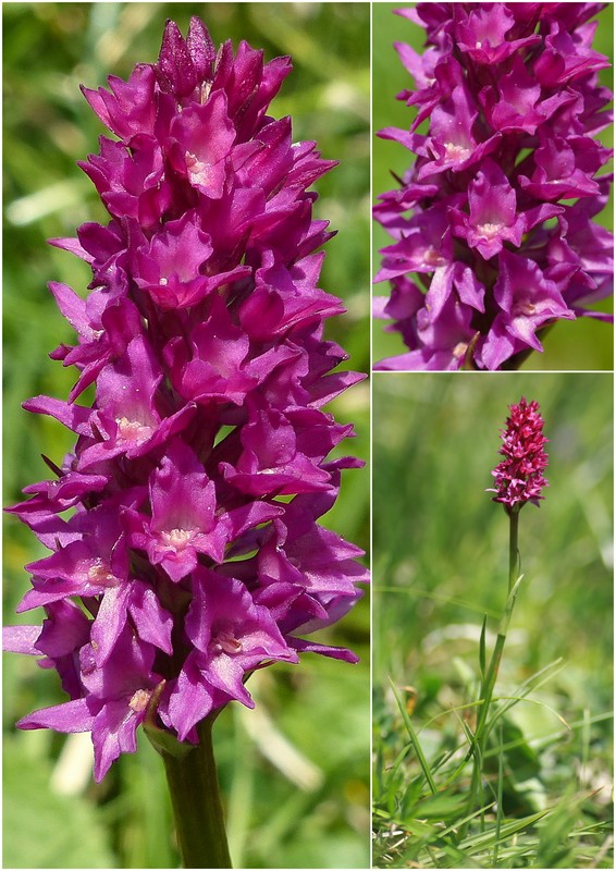Una giornata a Valparola. Dactylorhiza, Nigritella e grandi montagne!